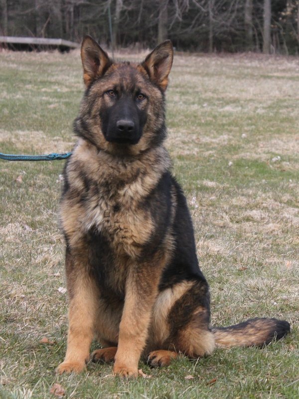 German Shepherd